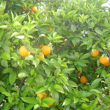 Quinta Dos Oliveiras Acomodação com café da manhã Carvoeiro  Exterior foto