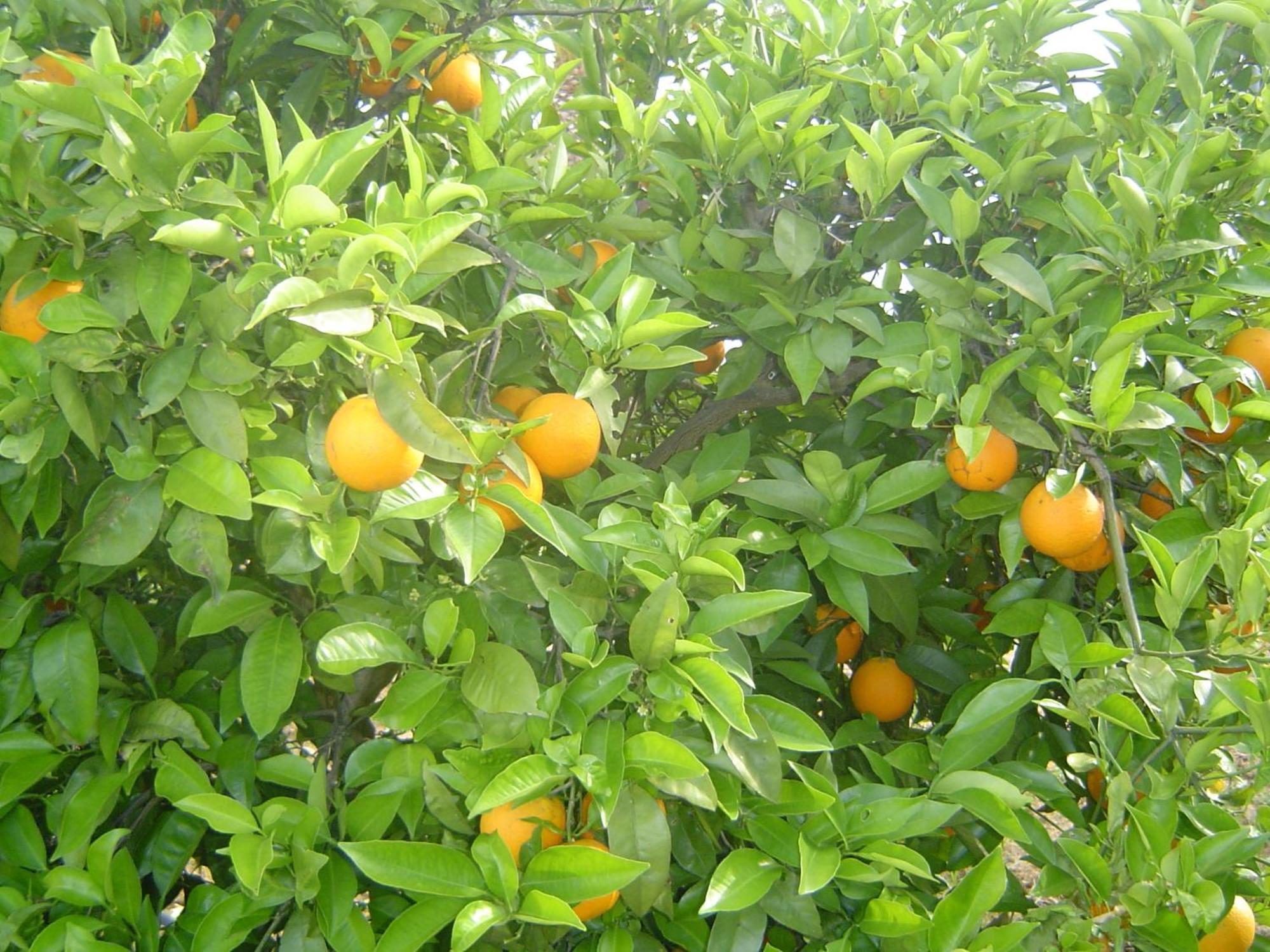 Quinta Dos Oliveiras Acomodação com café da manhã Carvoeiro  Exterior foto
