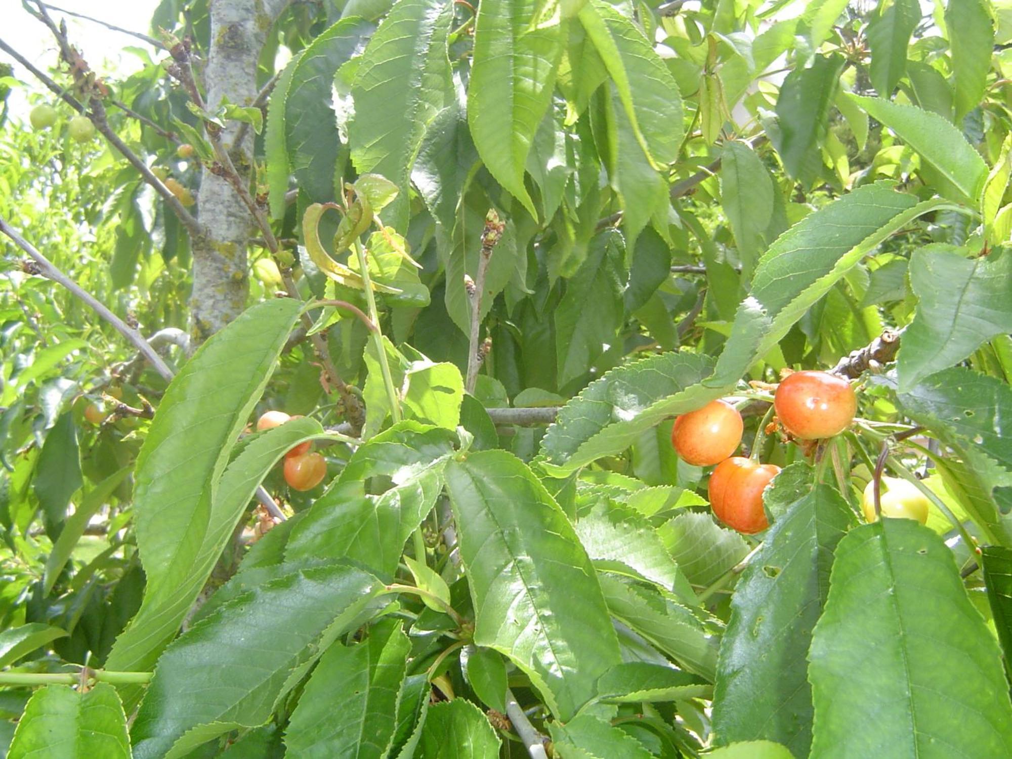 Quinta Dos Oliveiras Acomodação com café da manhã Carvoeiro  Exterior foto